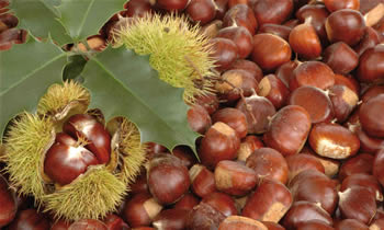 Castagne Cuneo