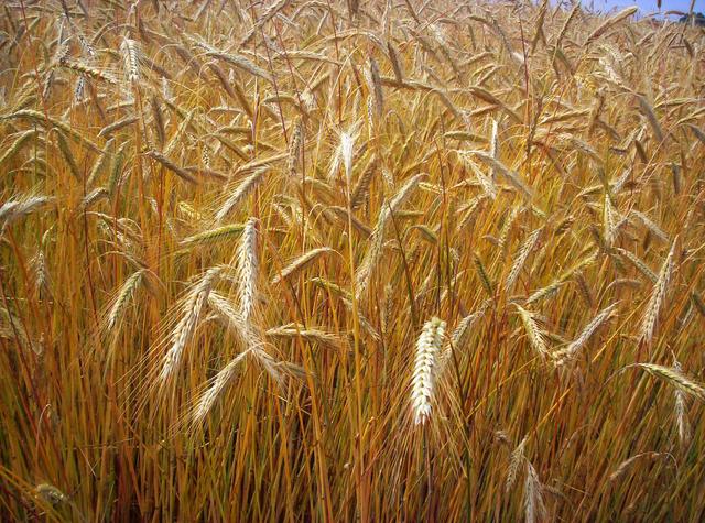 Grano Pugliese