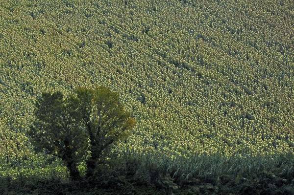Prodotti Tipici Marche